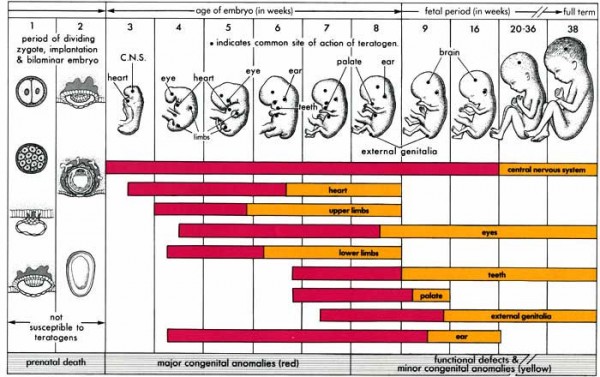 Baby Gender Development By Week: A Guide for Expectant Moms
