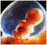 Week 10 Fetal Development