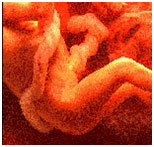 Week 30 Fetal Development